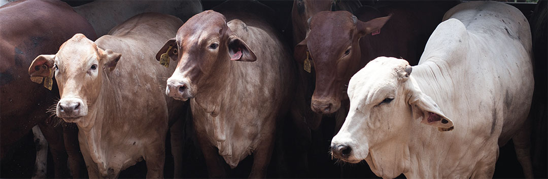 Sapi Tipe A